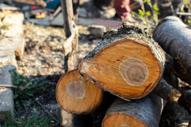 Reliable Viroqua, WI Tree Removal Services Solutions