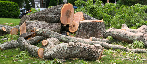 Best Tree Risk Assessment  in Viroqua, WI