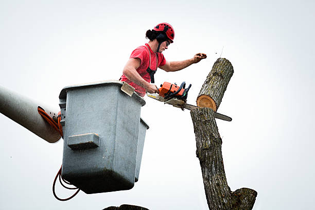 How Our Tree Care Process Works  in  Viroqua, WI