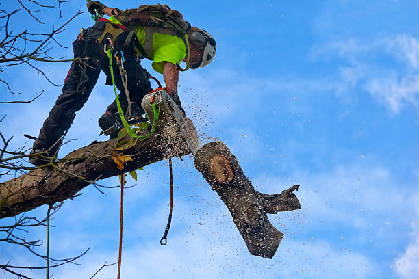 Best Stump Grinding and Removal  in Viroqua, WI